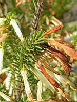 Erica Mammosa (fam. Ericacees) (Parc de la tete d'or) (3) (Photo F. Mrugala)